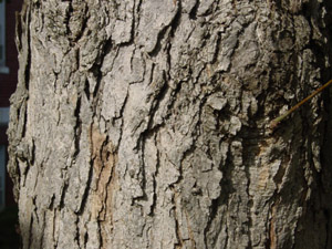 Swamp chestnut oak or Basket oak bark
